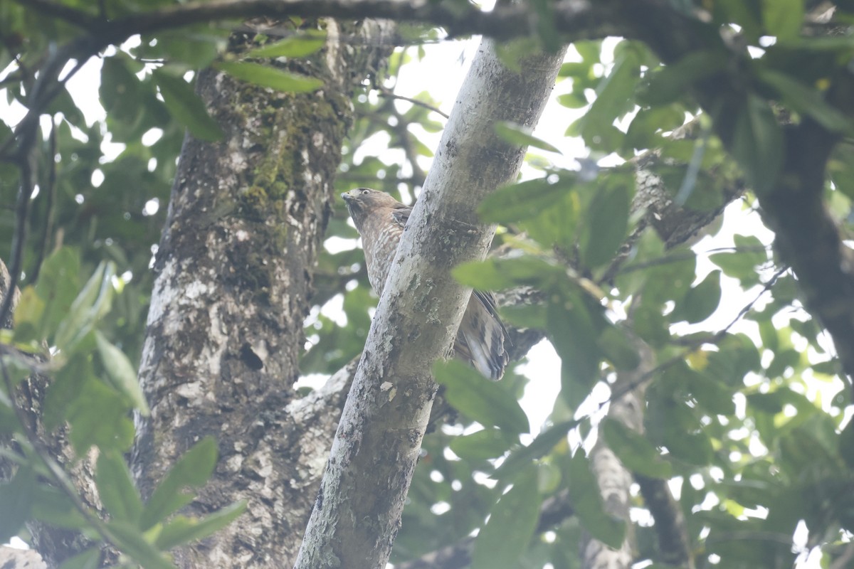 Petite Buse - ML650252342