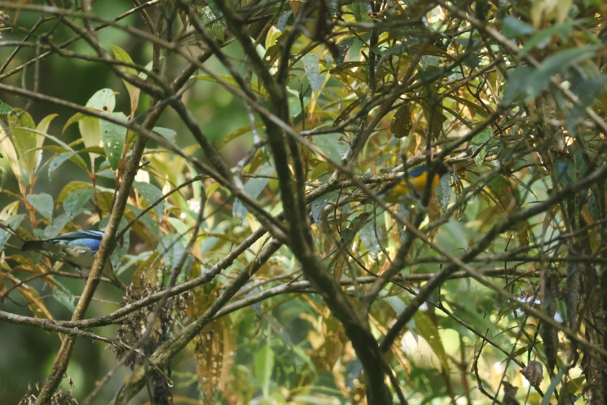 Organiste cul-blanc - ML650252371