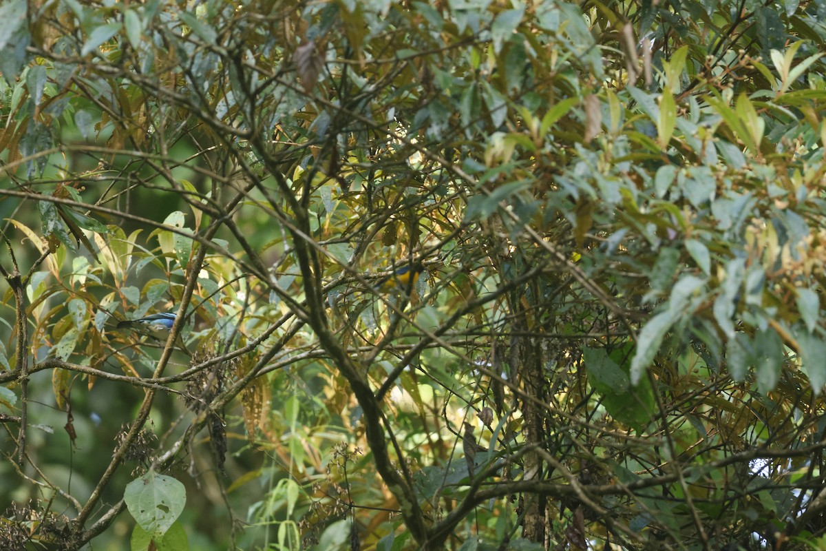 Organiste cul-blanc - ML650252373