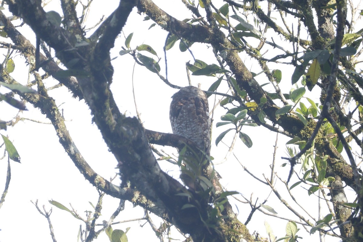 Grand Ibijau - ML650252377