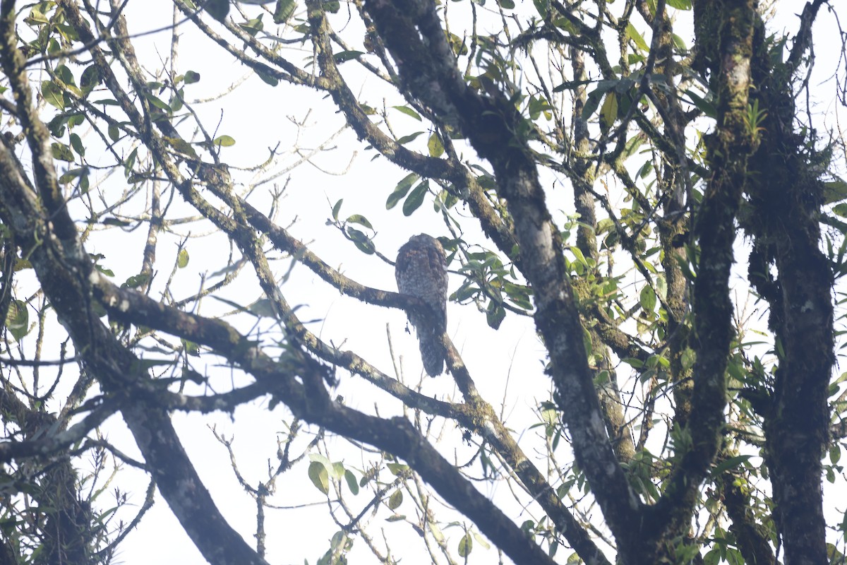 Grand Ibijau - ML650252379