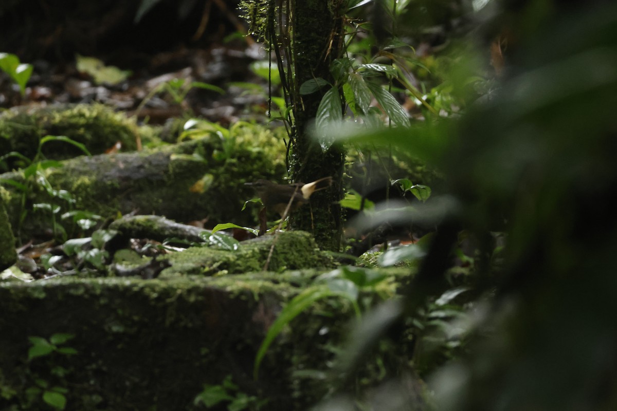 Paruline à croupion fauve - ML650252399