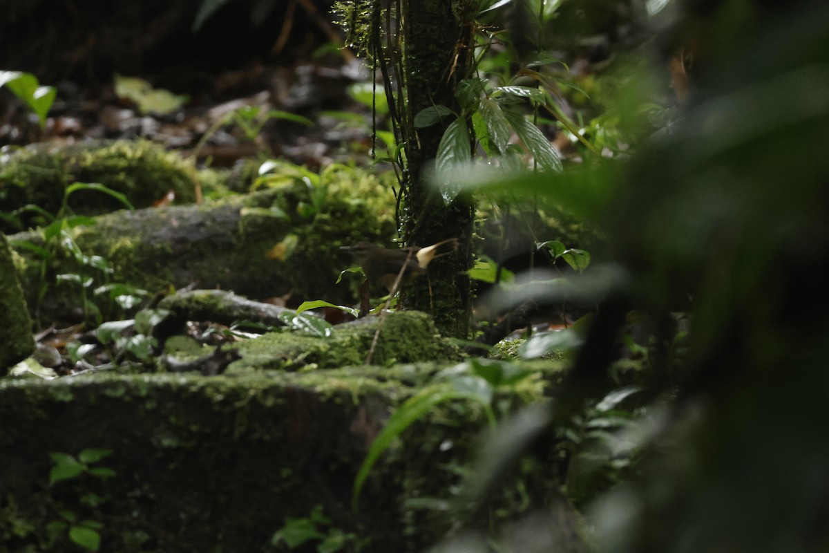 Paruline à croupion fauve - ML650252400