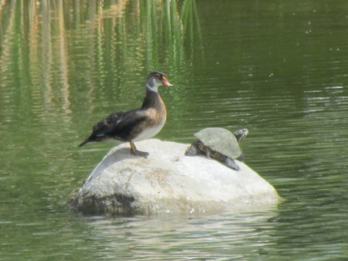 Wood Duck - Tanja Britton