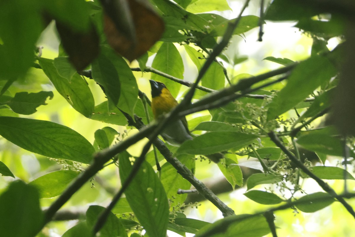 Cardinal à ventre blanc - ML650252450