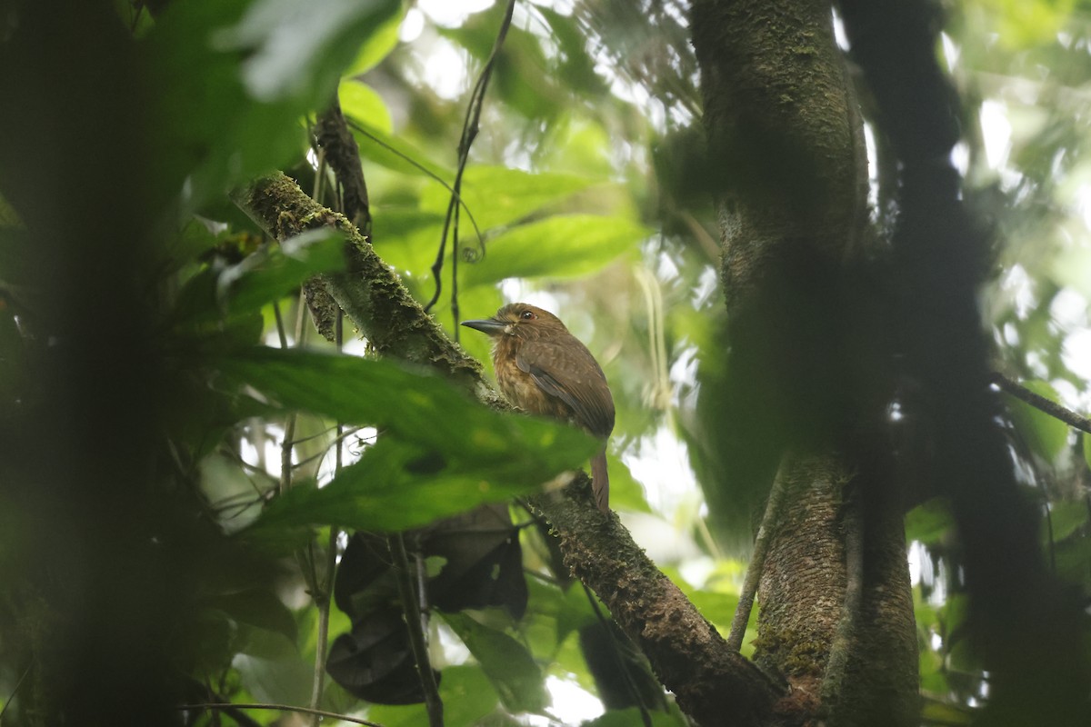 Tamatia de Lafresnaye - ML650252466