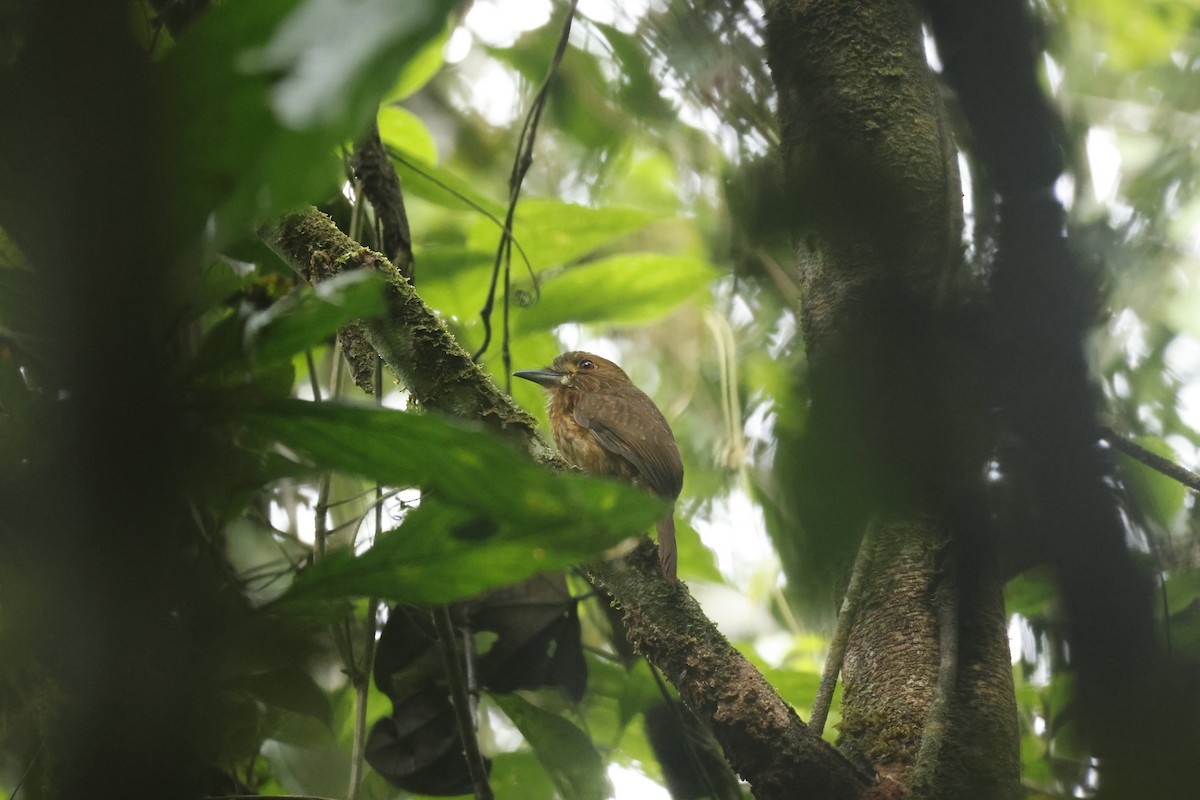 Tamatia de Lafresnaye - ML650252467