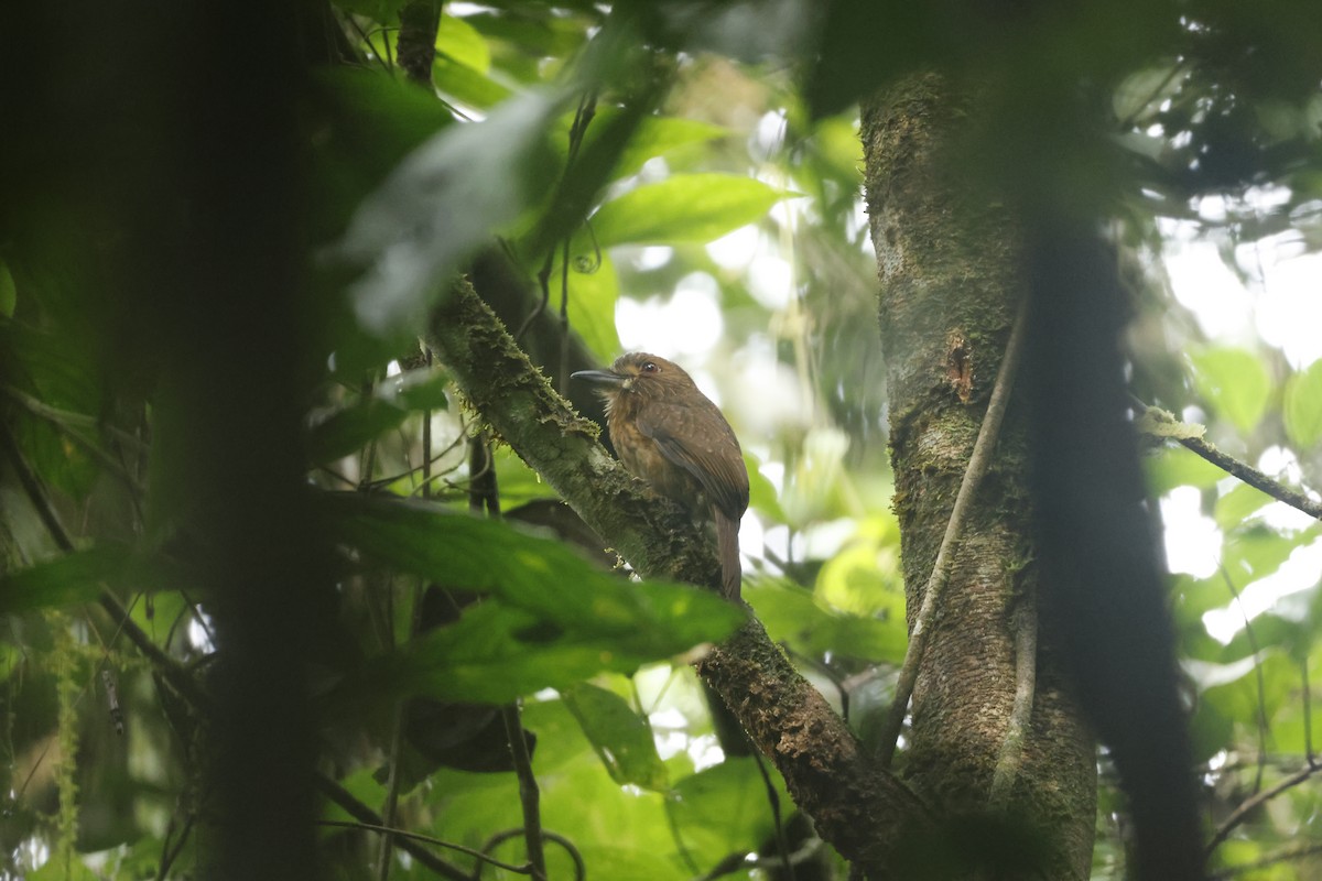 Tamatia de Lafresnaye - ML650252469