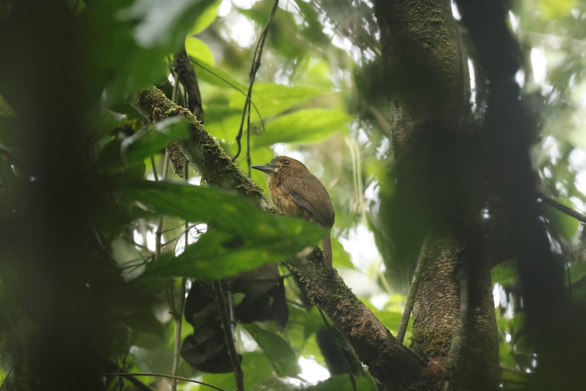 Tamatia de Lafresnaye - ML650252470