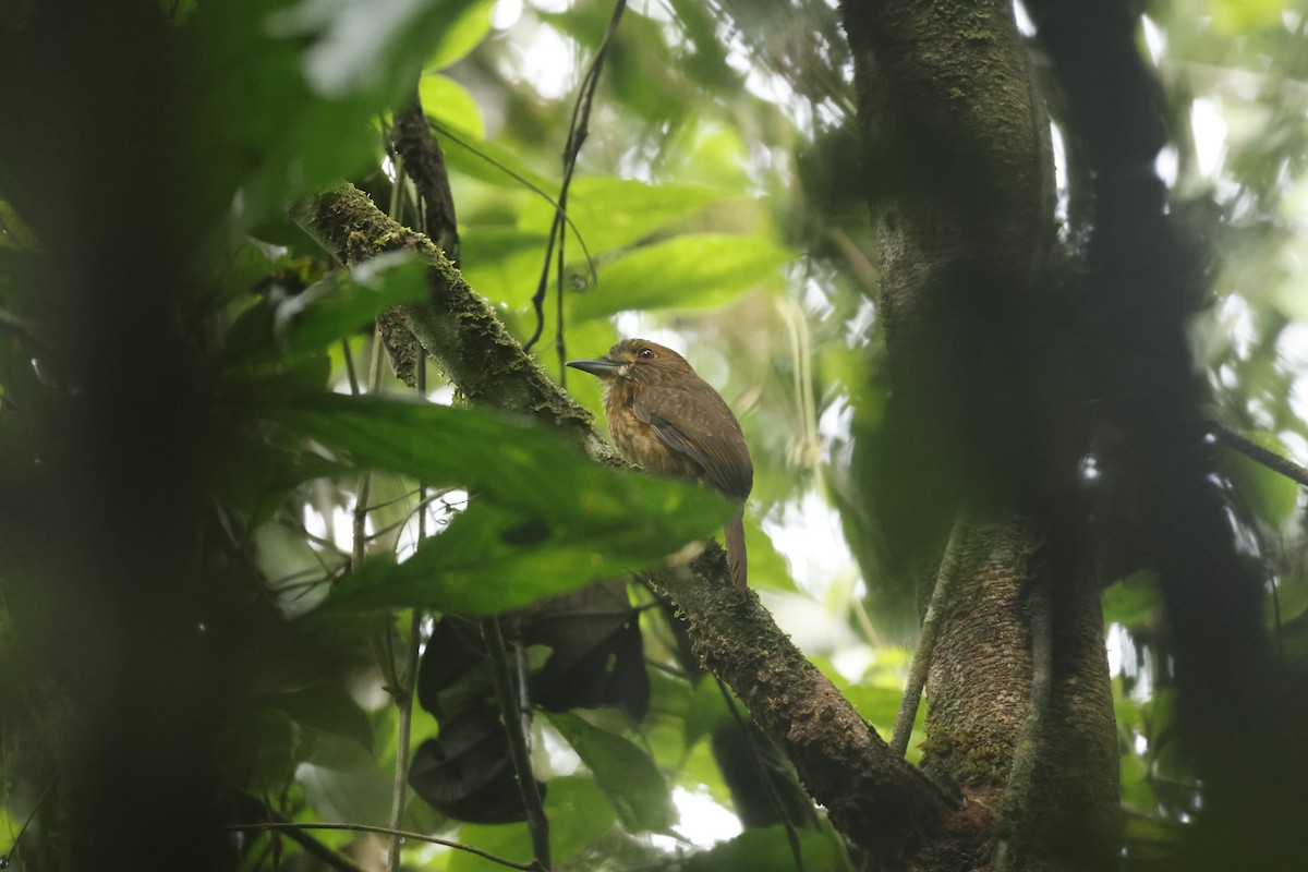 Tamatia de Lafresnaye - ML650252471