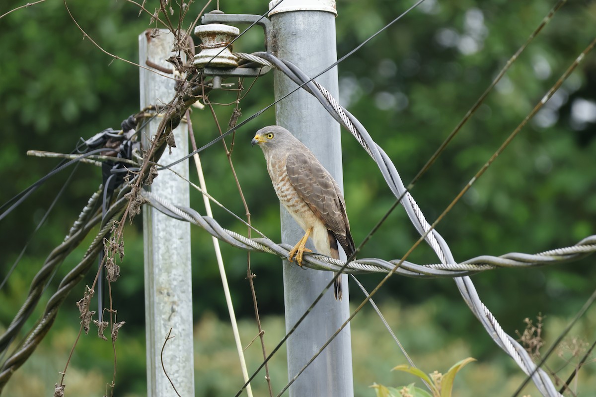 Buse à gros bec - ML650252485