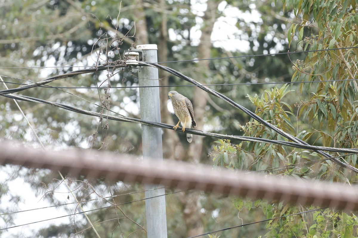 Buse à gros bec - ML650252486