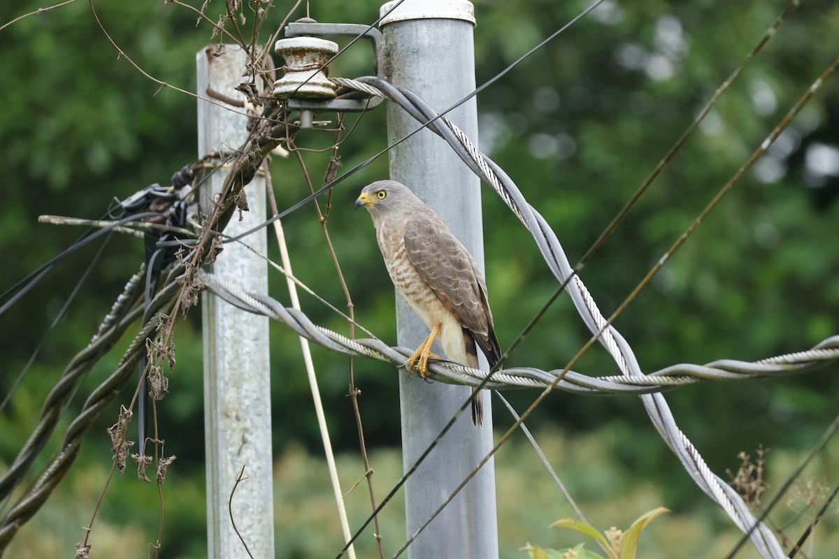 Buse à gros bec - ML650252487