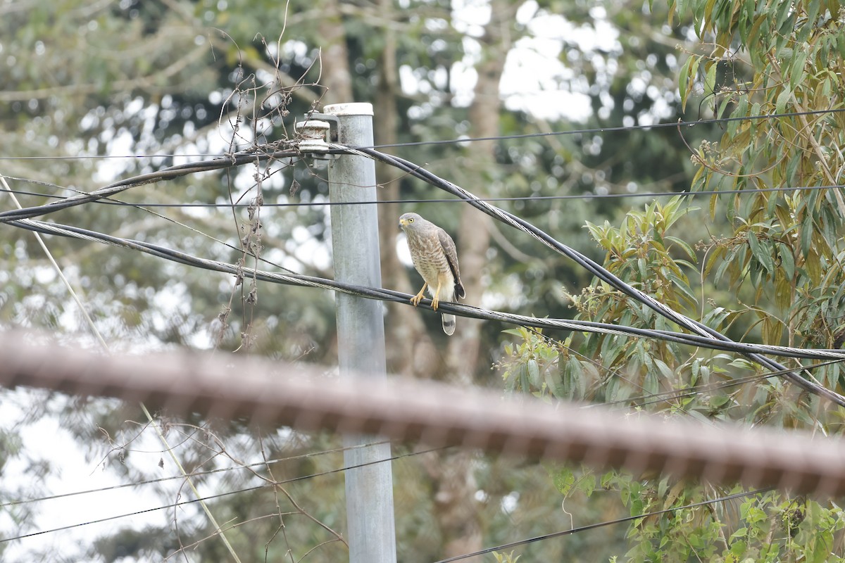 Buse à gros bec - ML650252488