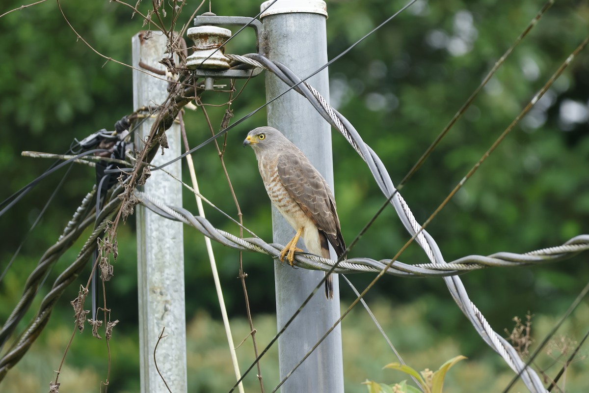 Buse à gros bec - ML650252489
