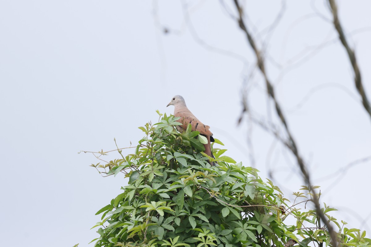 Colombe rousse - ML650252543