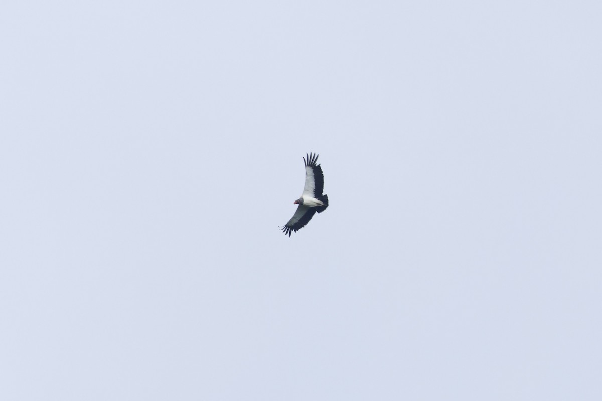 Sarcoramphe roi - ML650252550