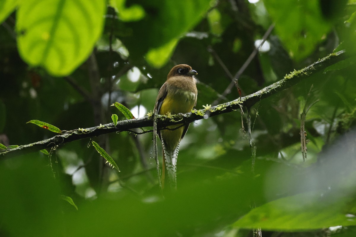 Trogon de Cabanis - ML650252584
