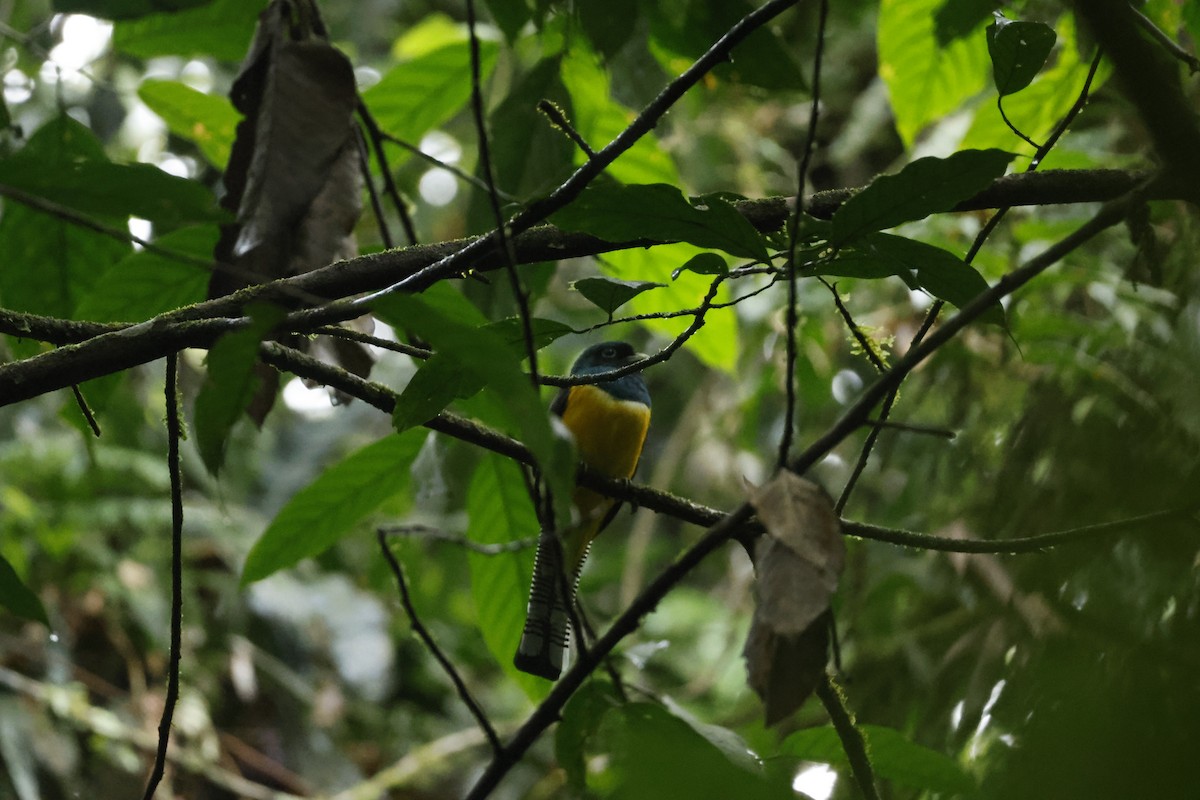 Trogon de Cabanis - ML650252585