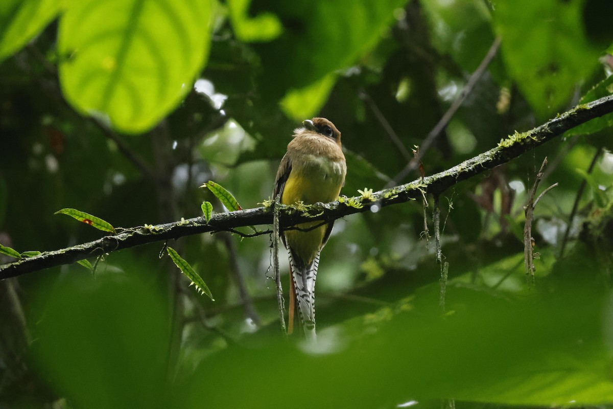 Trogon de Cabanis - ML650252586