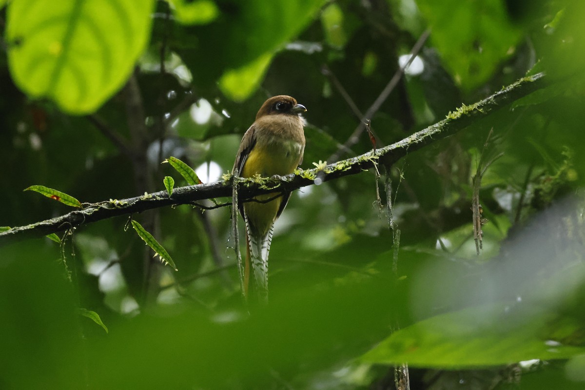 Trogon de Cabanis - ML650252587