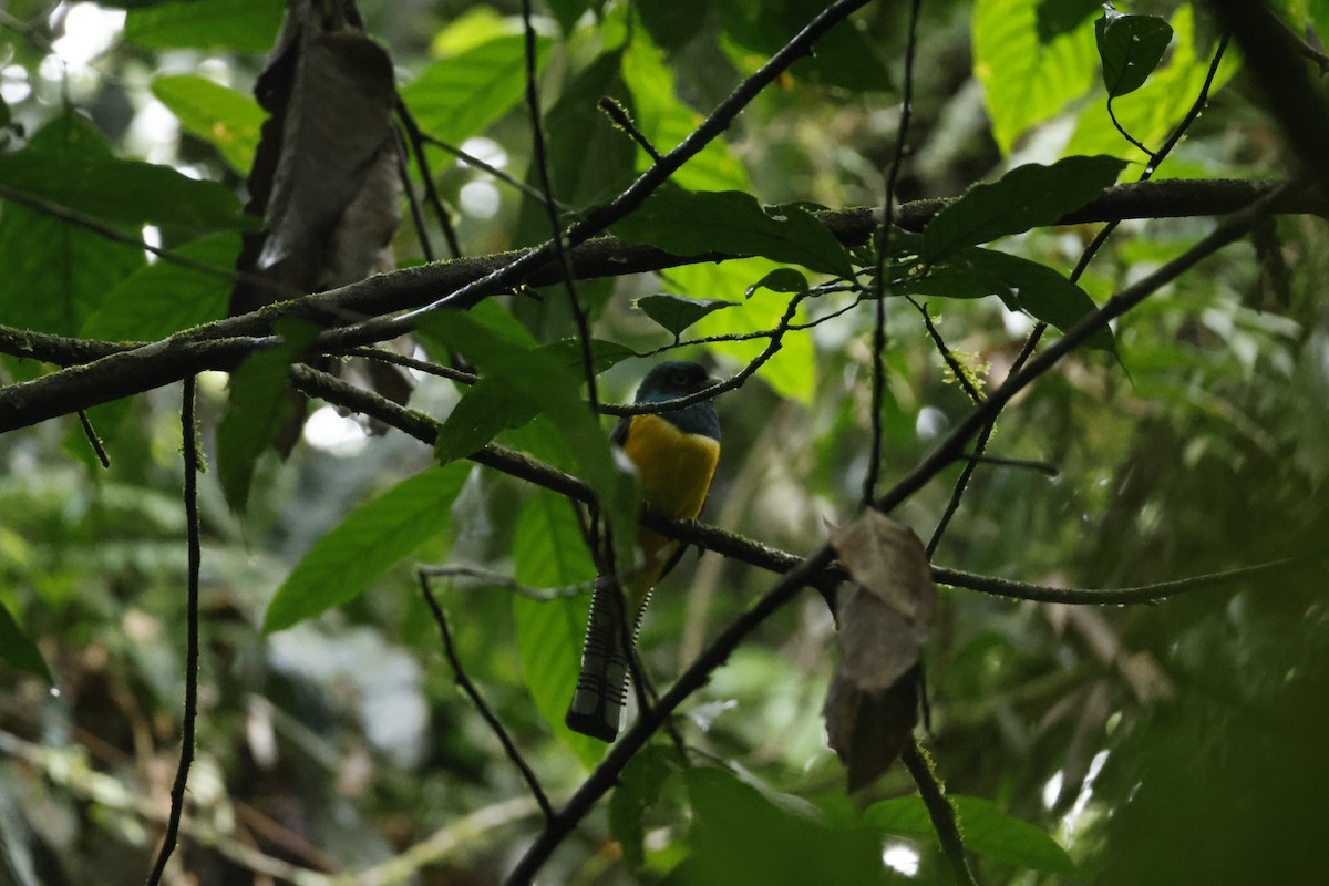 Trogon de Cabanis - ML650252588