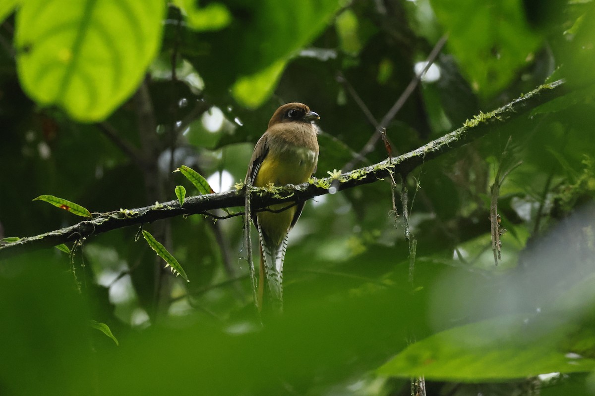 Trogon de Cabanis - ML650252589