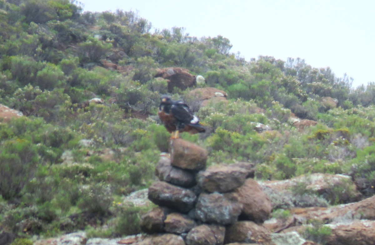 Скальный канюк - ML650252636