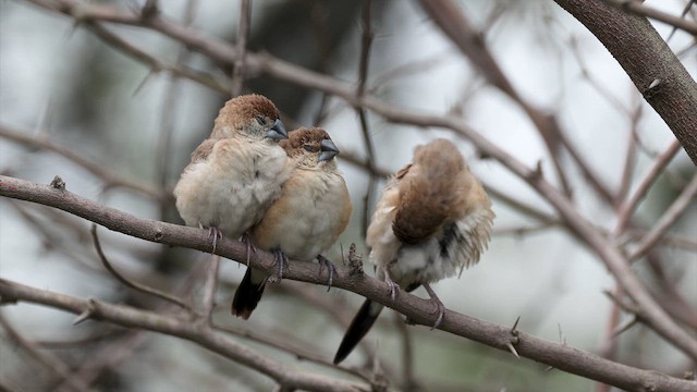 白喉文鳥 - ML650252797