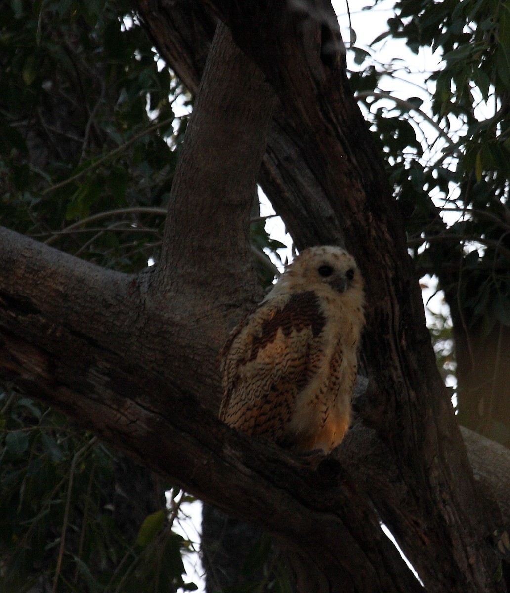 Сова-рибоїд смугаста - ML650253265