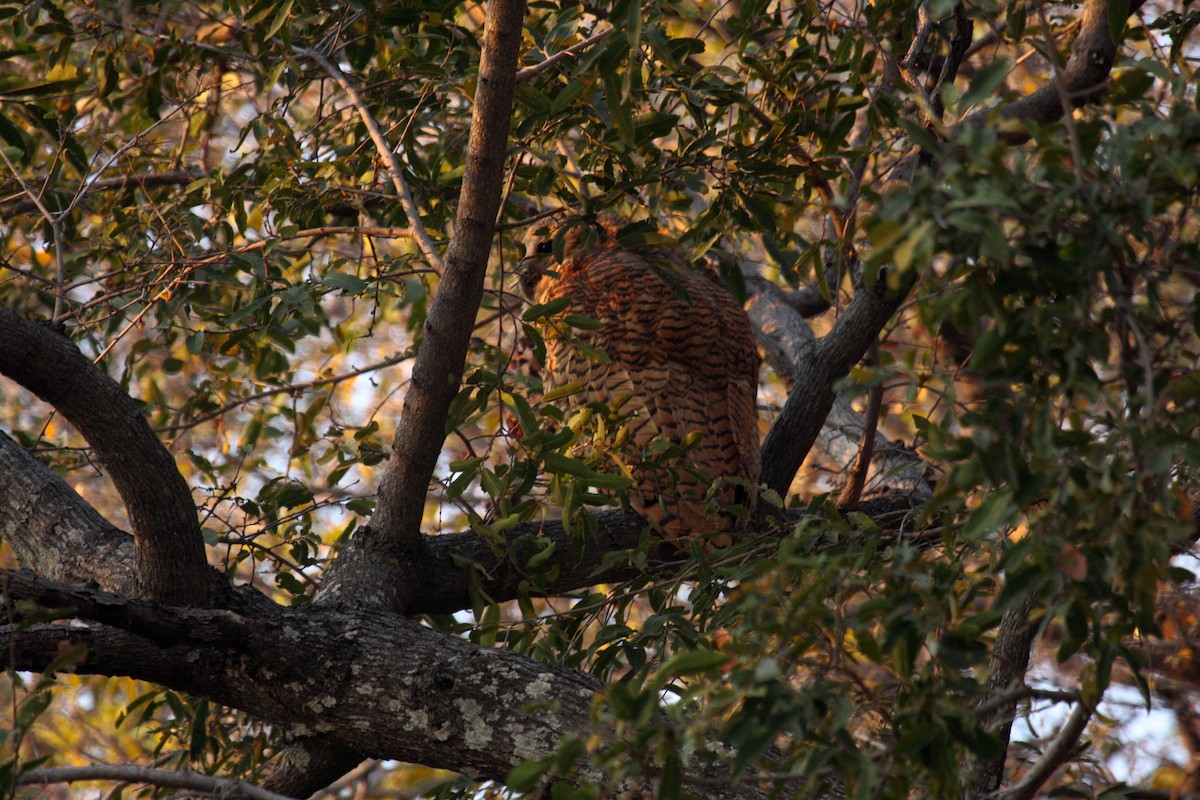 Сова-рибоїд смугаста - ML650253266
