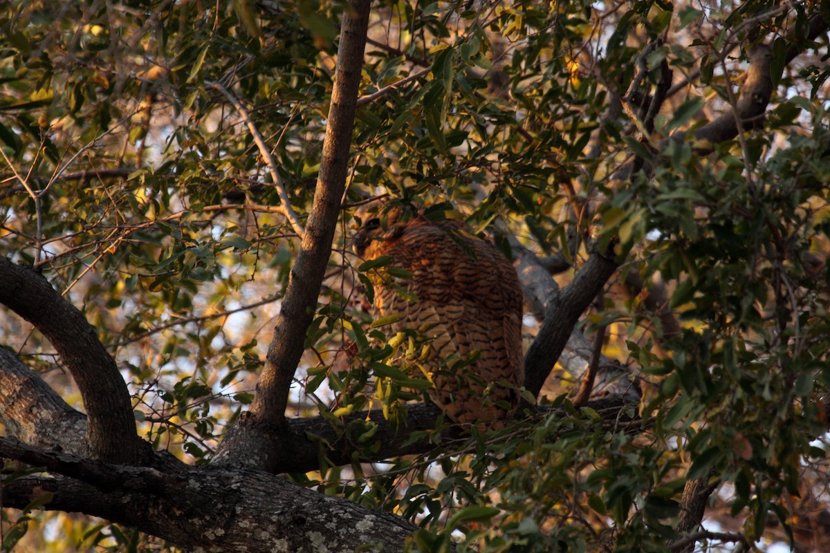 Сова-рибоїд смугаста - ML650253267