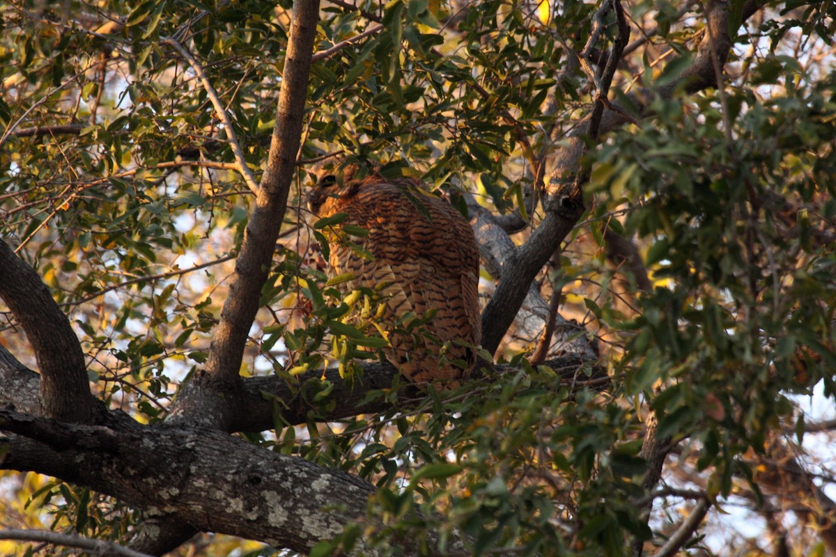 Сова-рибоїд смугаста - ML650253268