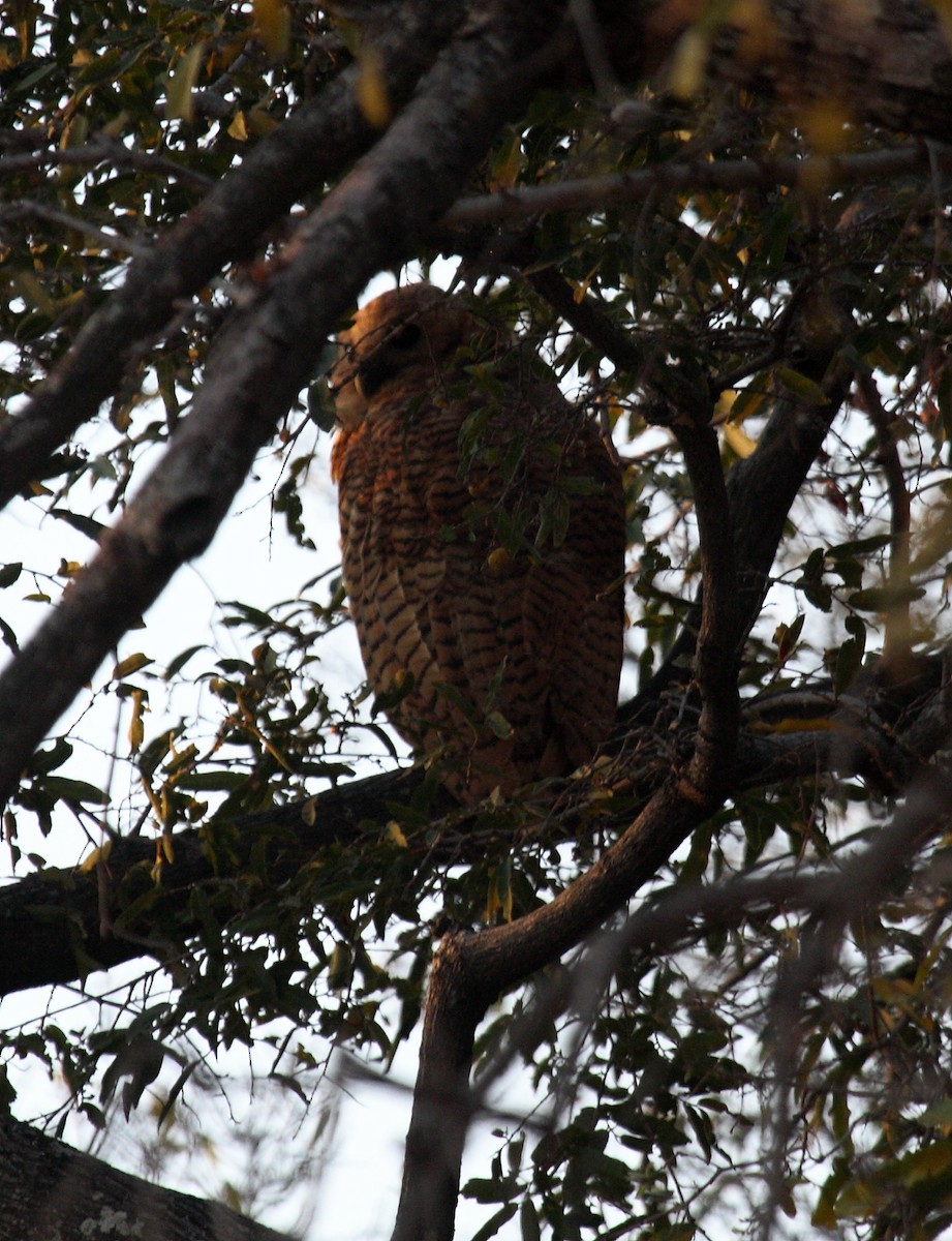 Сова-рибоїд смугаста - ML650253269