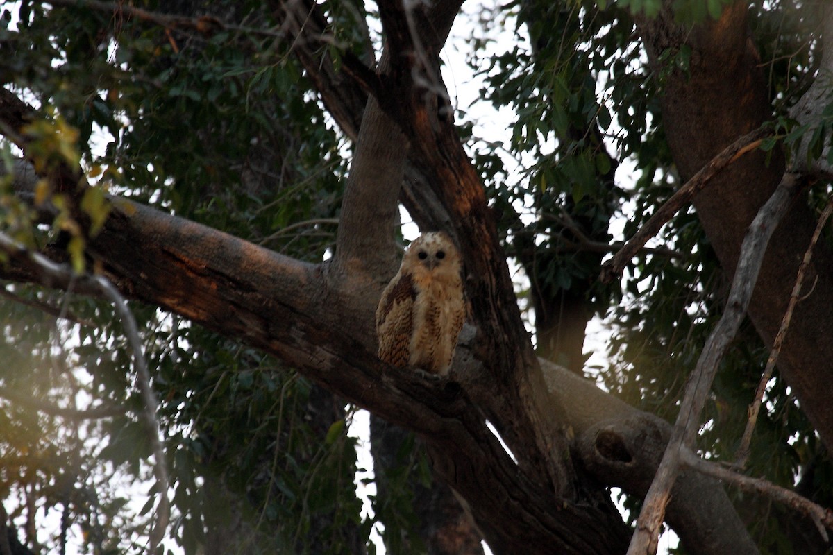Сова-рибоїд смугаста - ML650253272