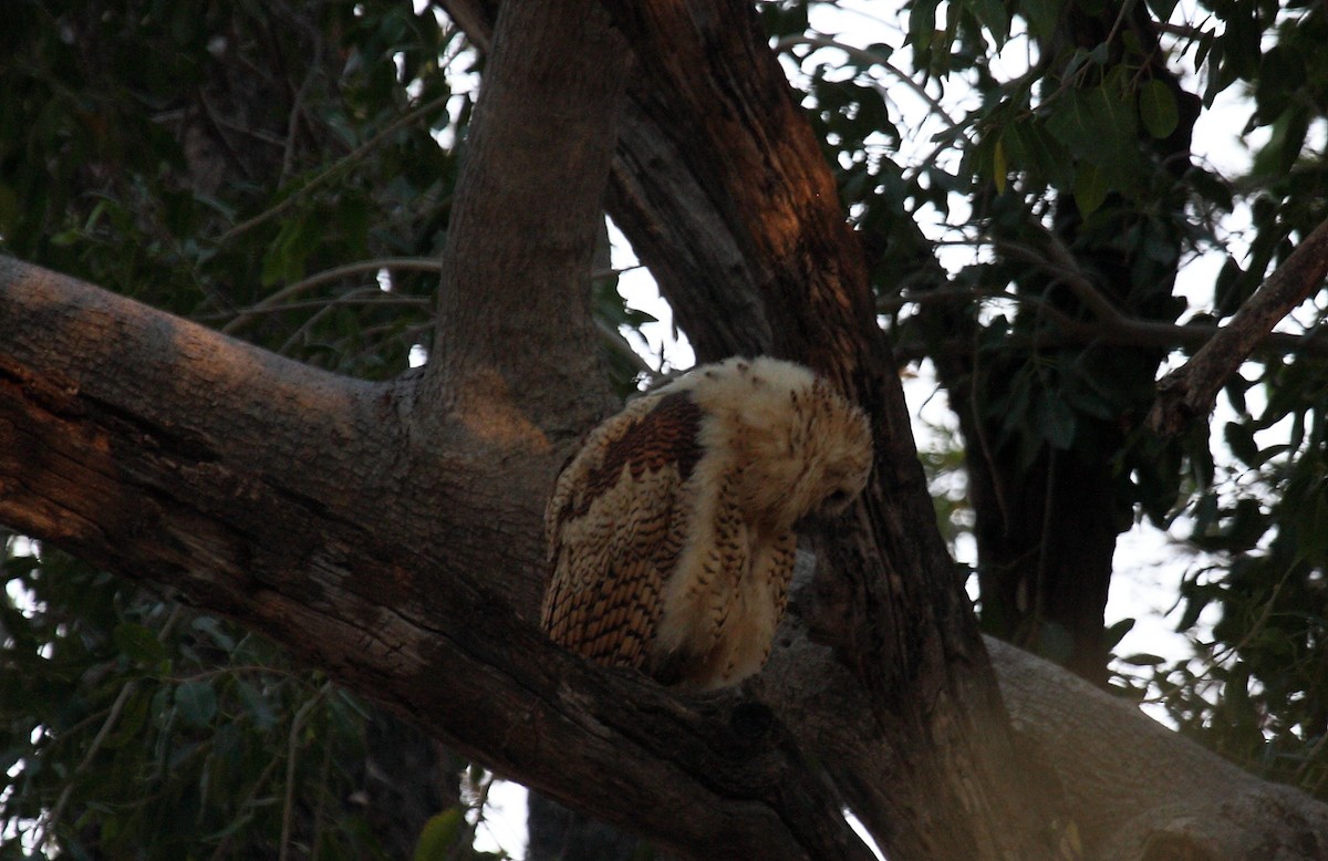 Сова-рибоїд смугаста - ML650253273