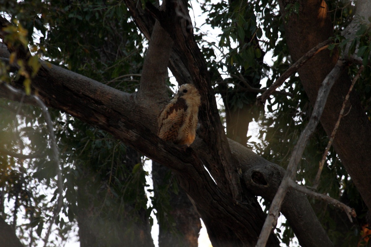 Сова-рибоїд смугаста - ML650253275