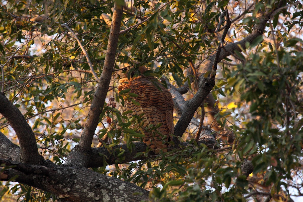 Сова-рибоїд смугаста - ML650253278