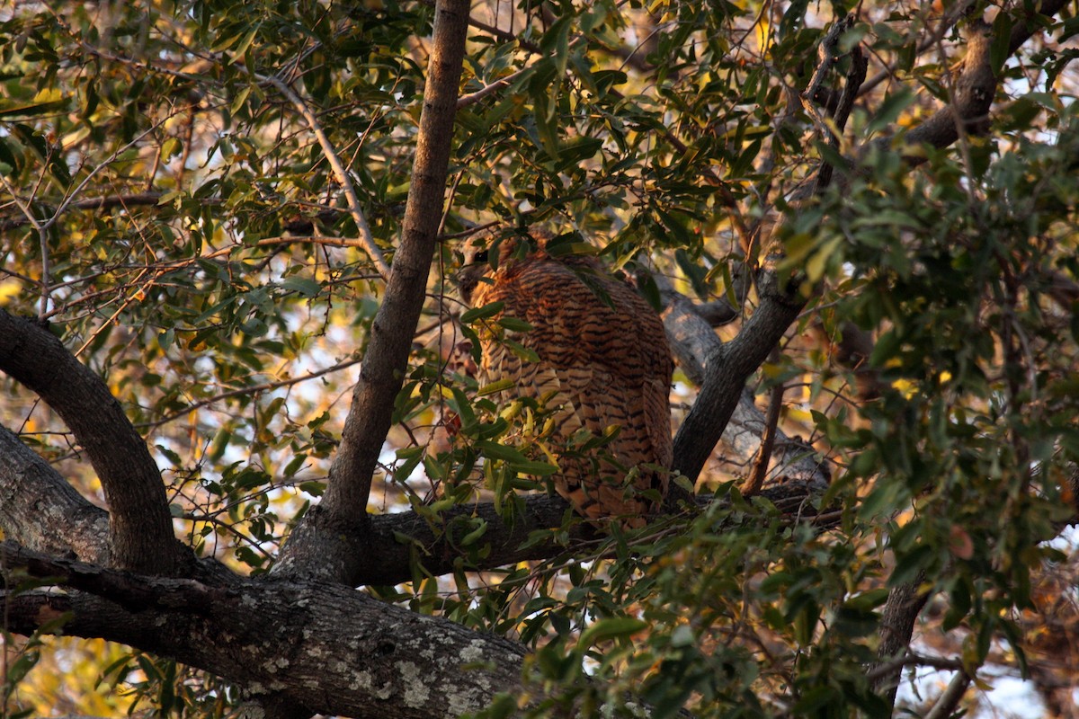 Сова-рибоїд смугаста - ML650253279