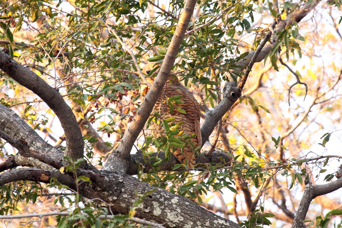 Сова-рибоїд смугаста - ML650253280