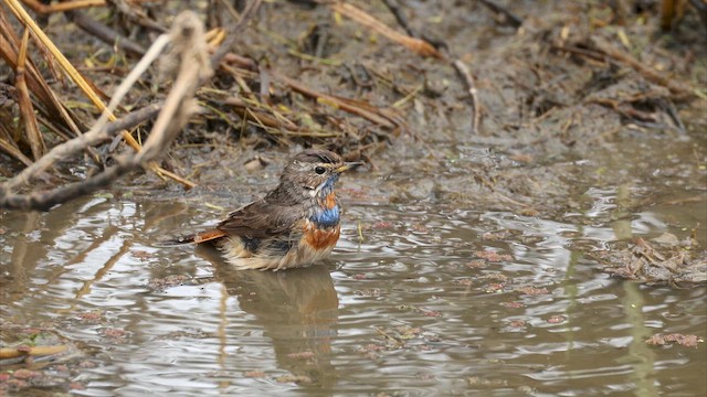 藍喉鴝 - ML650253336