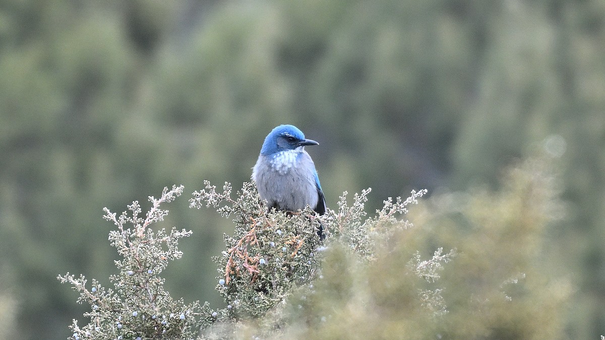 Сойка сонорська - ML650253512