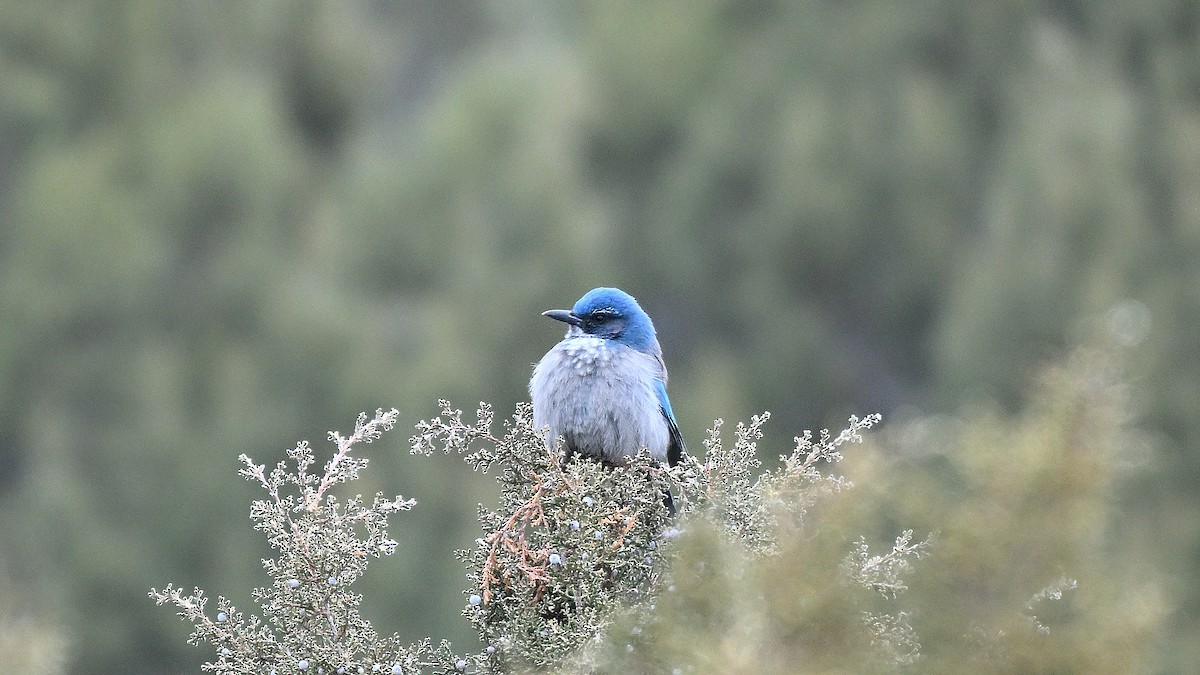 Сойка сонорська - ML650253521