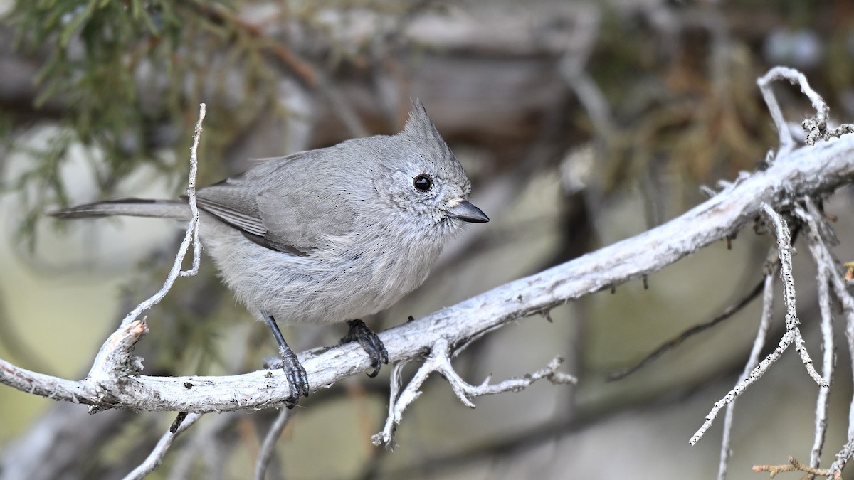 Синиця ялівцева - ML650253573