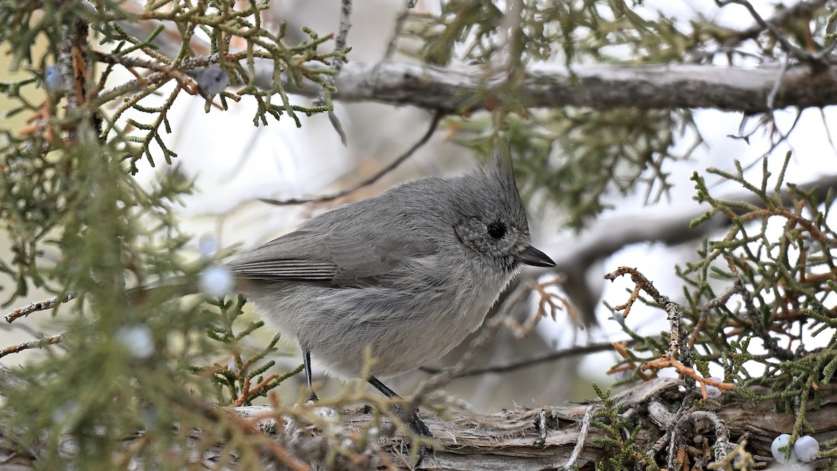 Синиця ялівцева - ML650253576