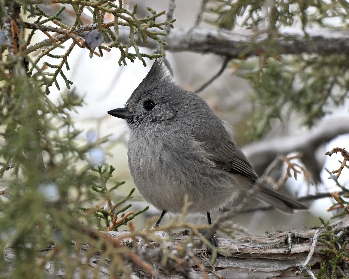 Синиця ялівцева - ML650253580