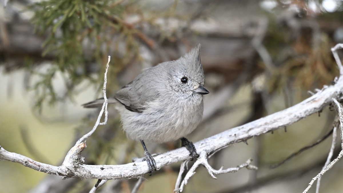 Синиця ялівцева - ML650253611