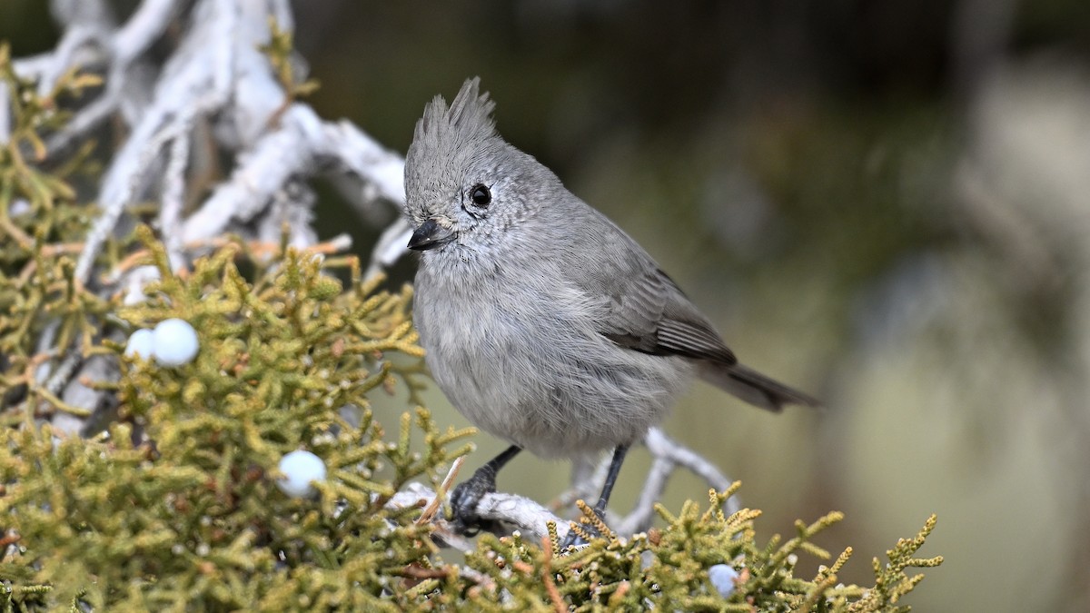 Синиця ялівцева - ML650253700