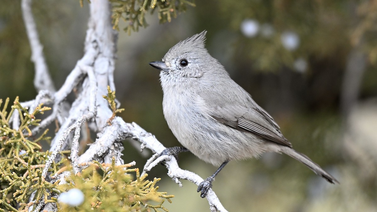 Синиця ялівцева - ML650253704