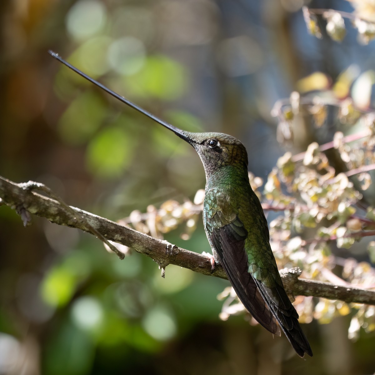 Sword-billed Hummingbird - ML650253811